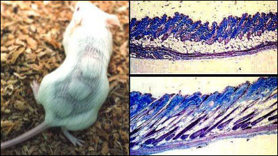 mousefollicle.jpg